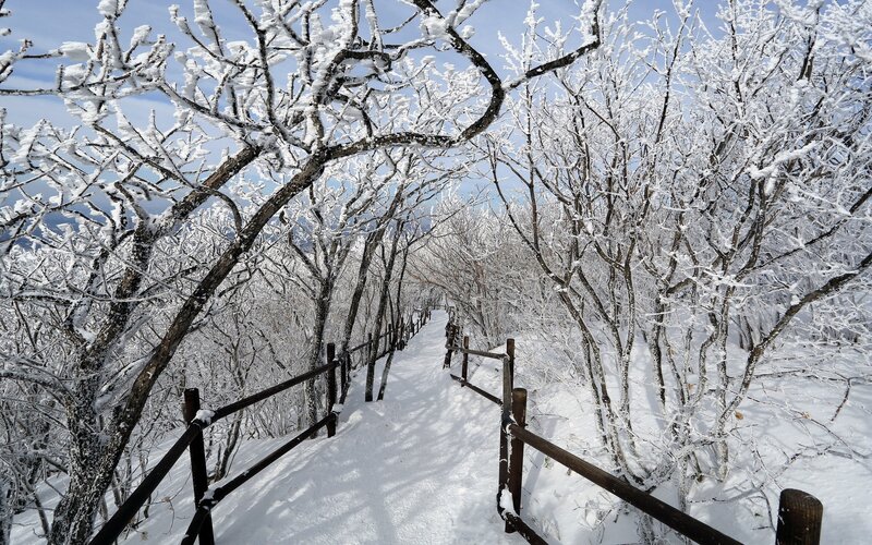 Snow-covered forest path