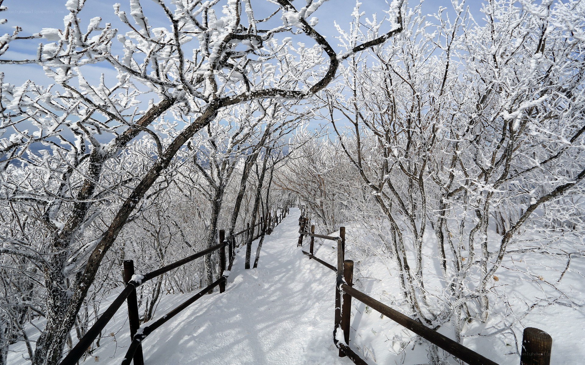 Snow-covered forest path