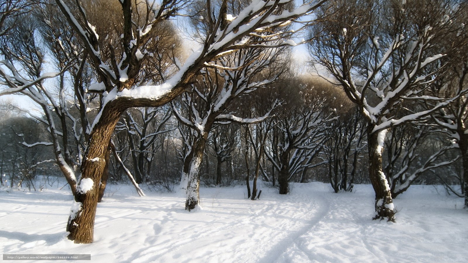 snow-covered forest path