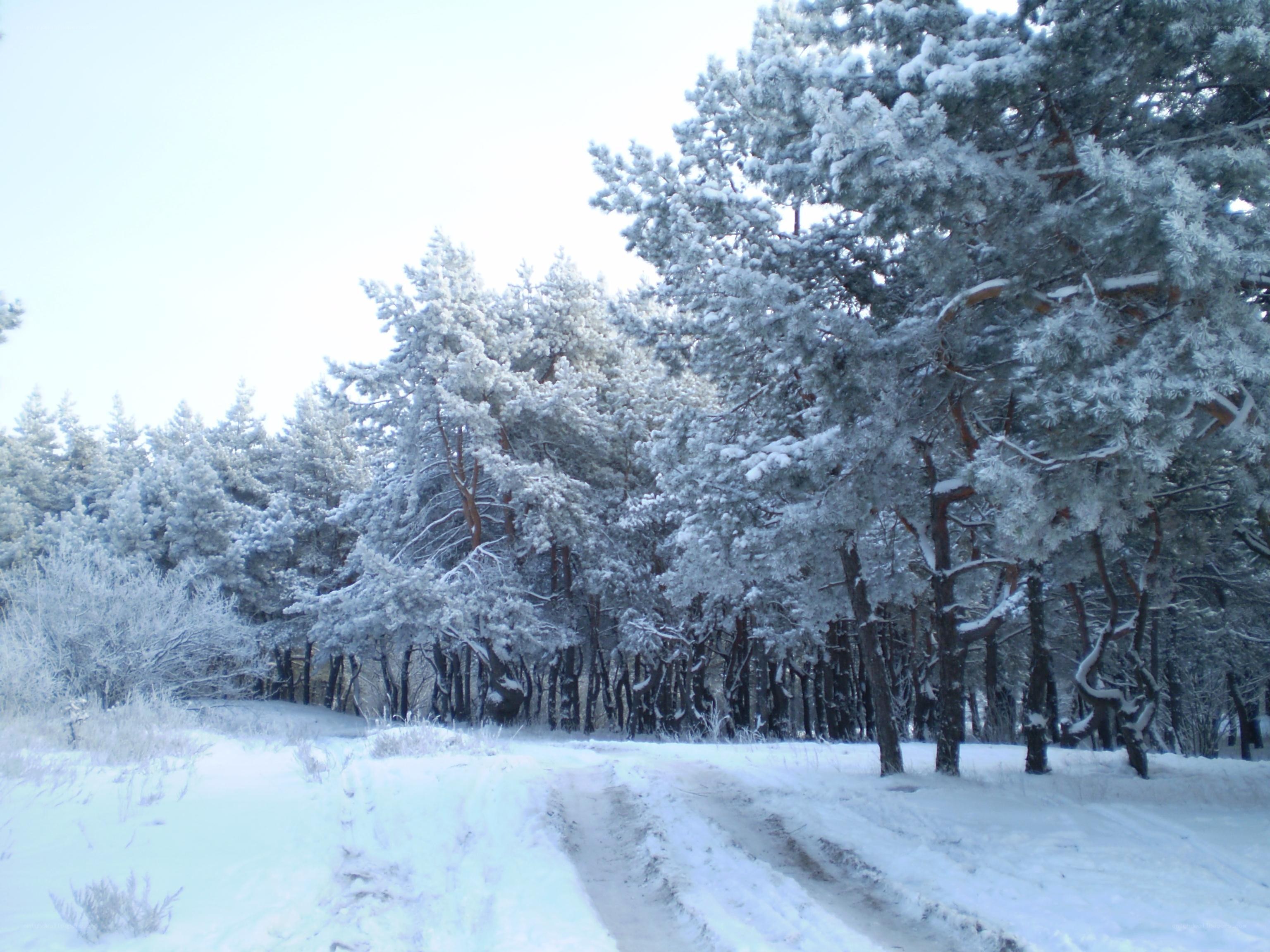 Snow-covered forest path