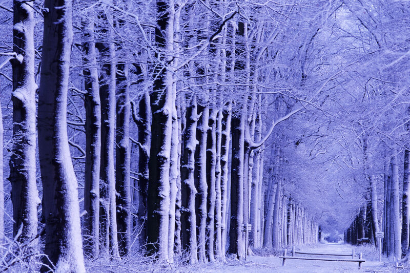 Snow-covered forest path