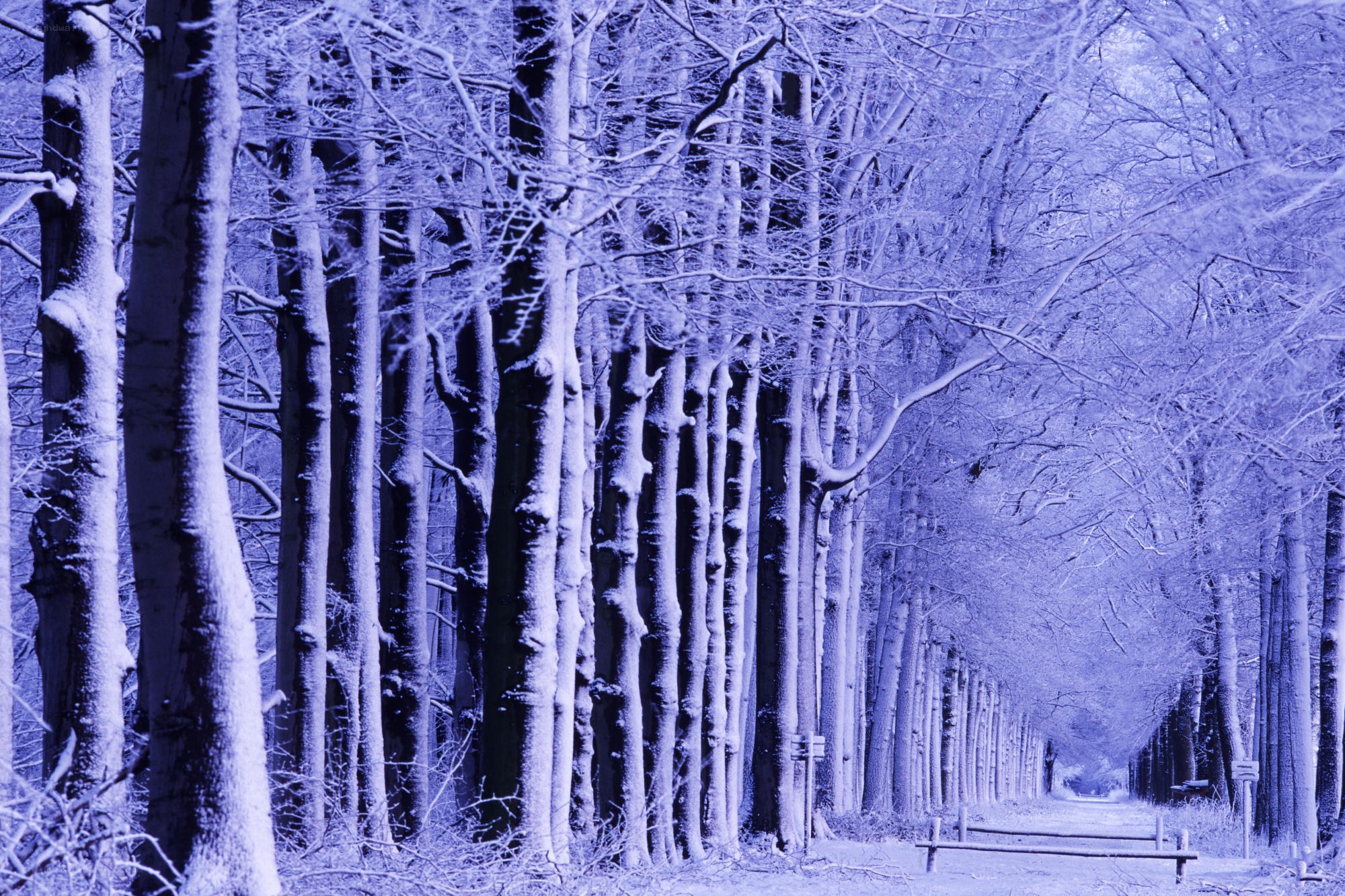 Snow-covered forest path