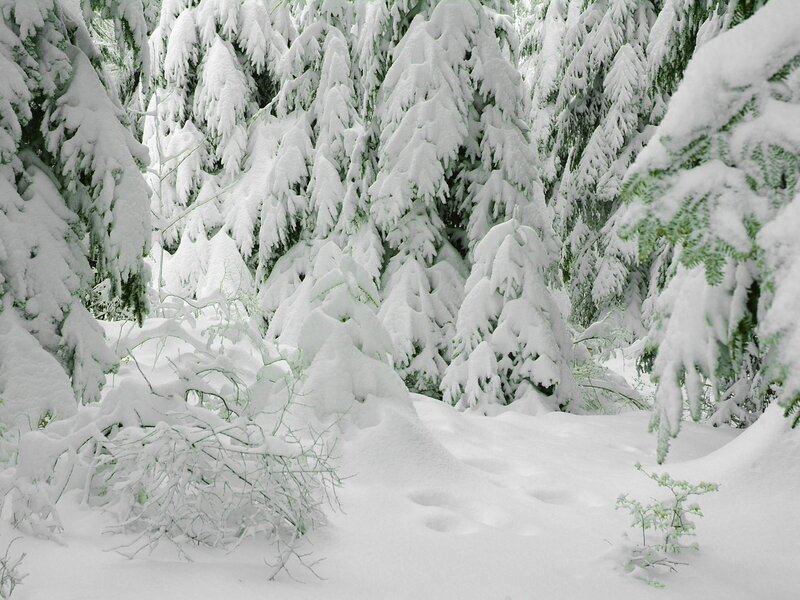Snow-covered forest path