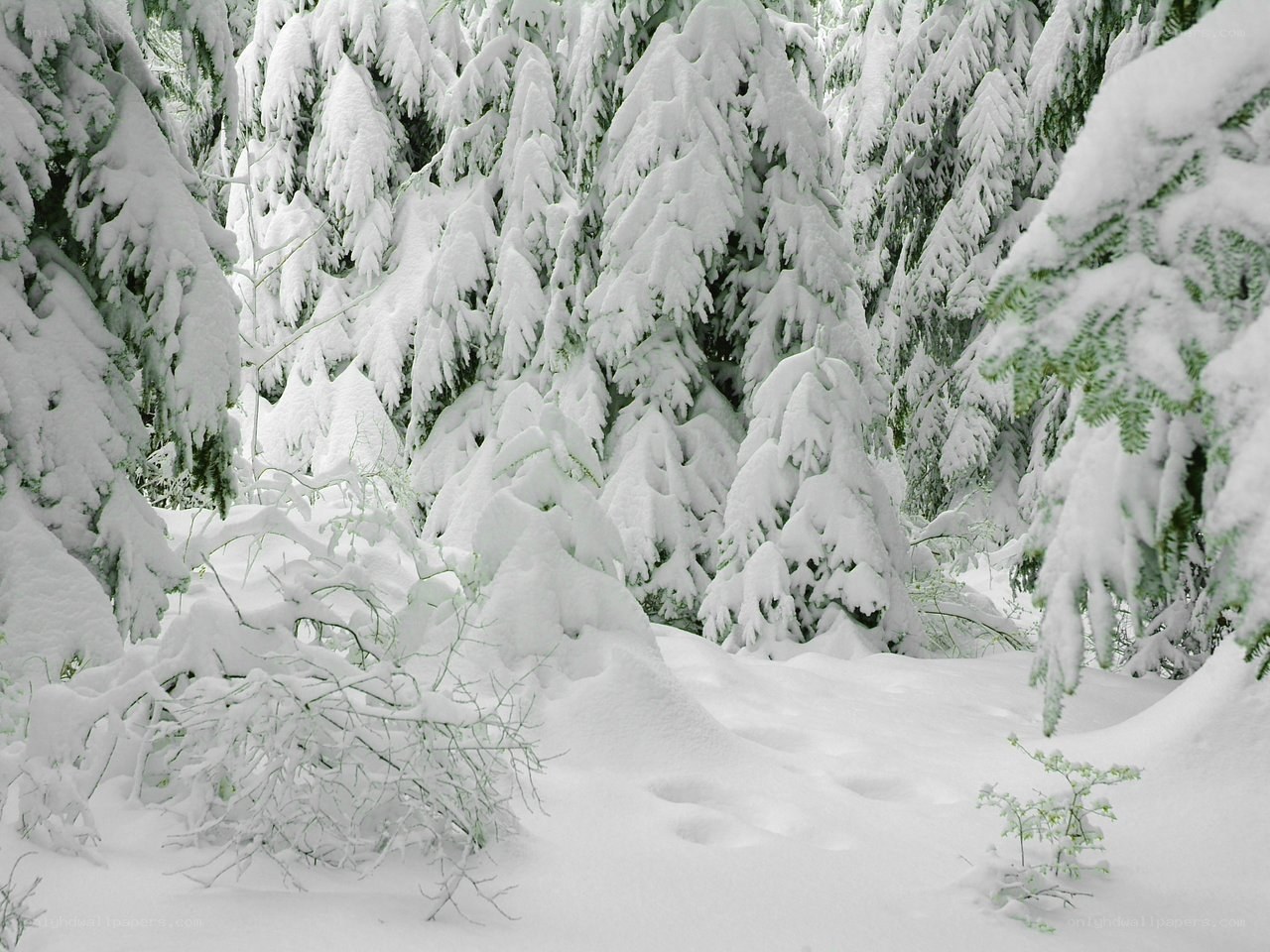 Snow-covered forest path