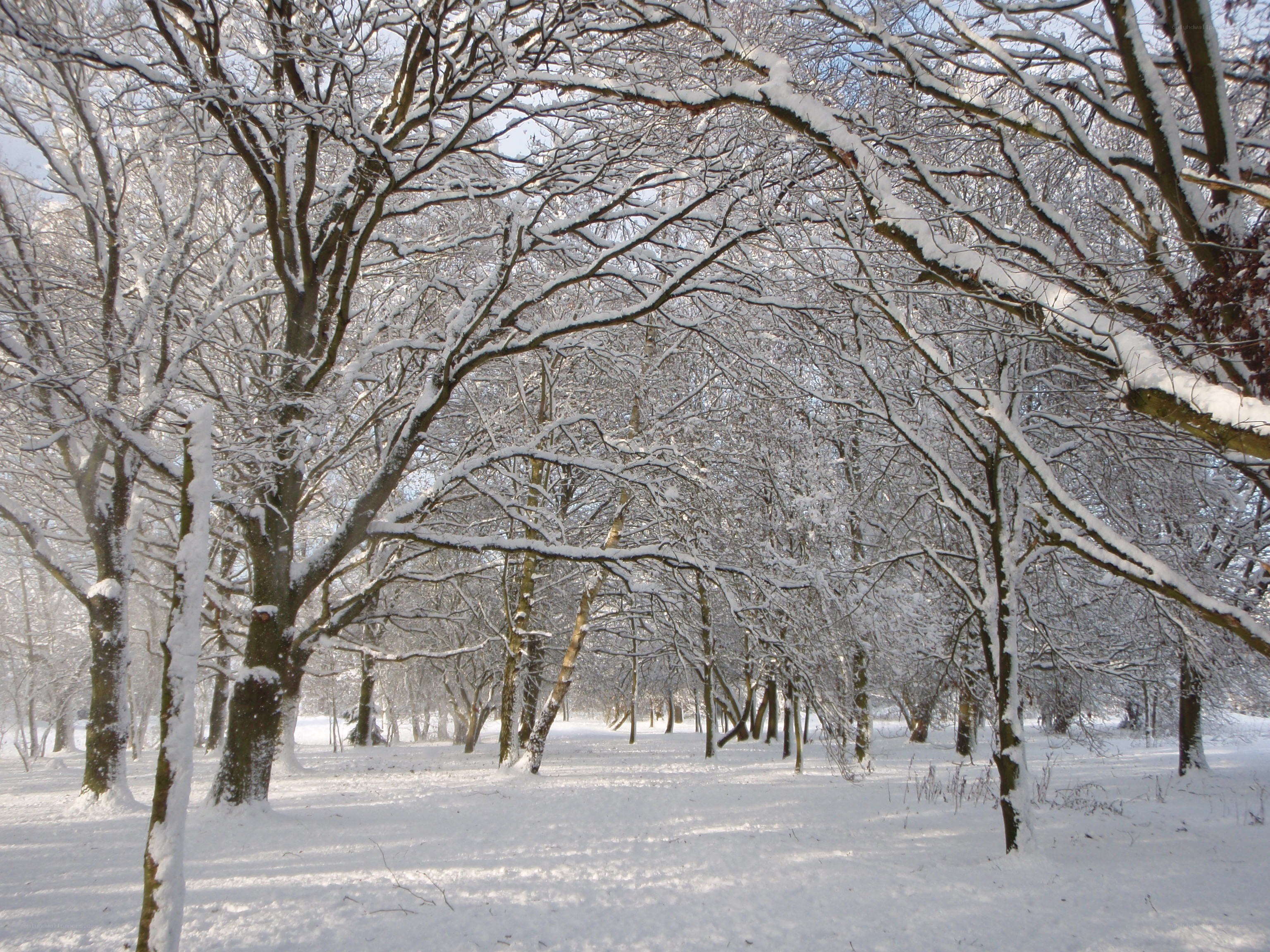 Snow-covered forest path