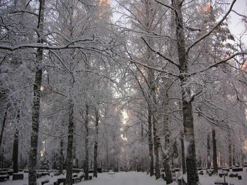 snow-covered forest path