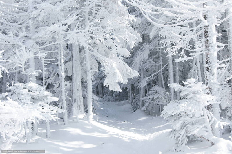 snow-covered forest path