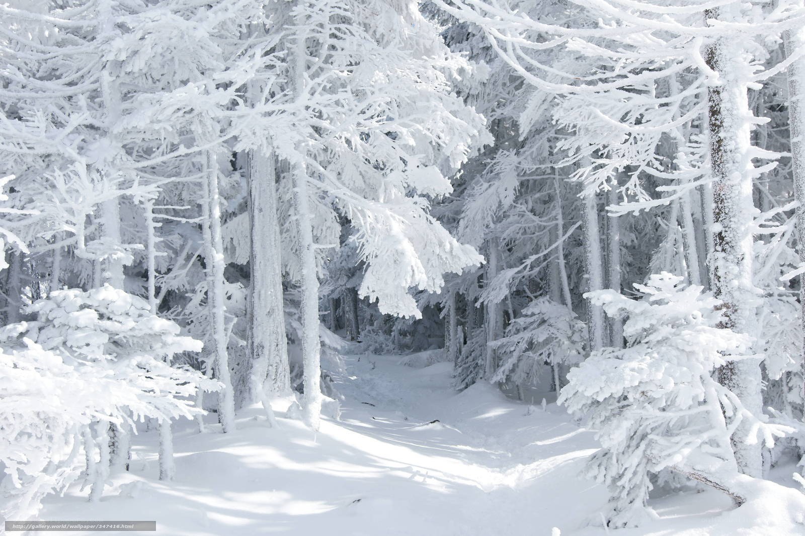 snow-covered forest path