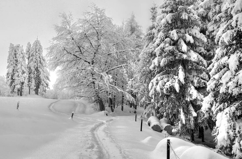 Snow-covered Forest Path — Black, Serene, Winter, Photograph