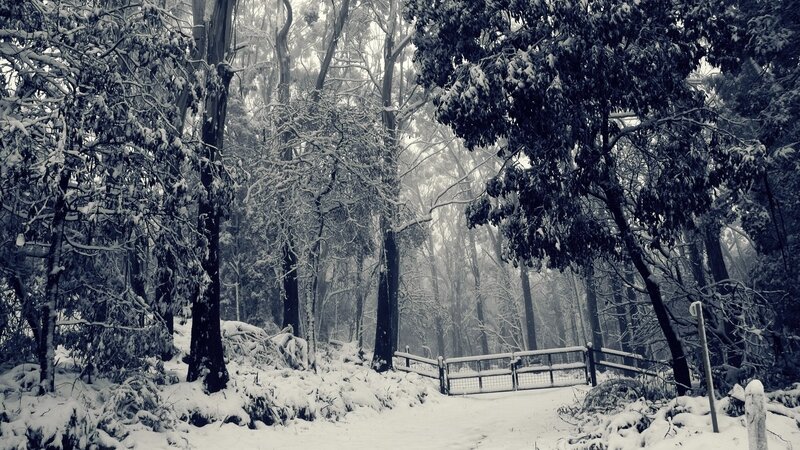 Snow-covered Forest Path — Black, Serene, Winter, Photograph, Trees, Fence, Snow, White, Gray