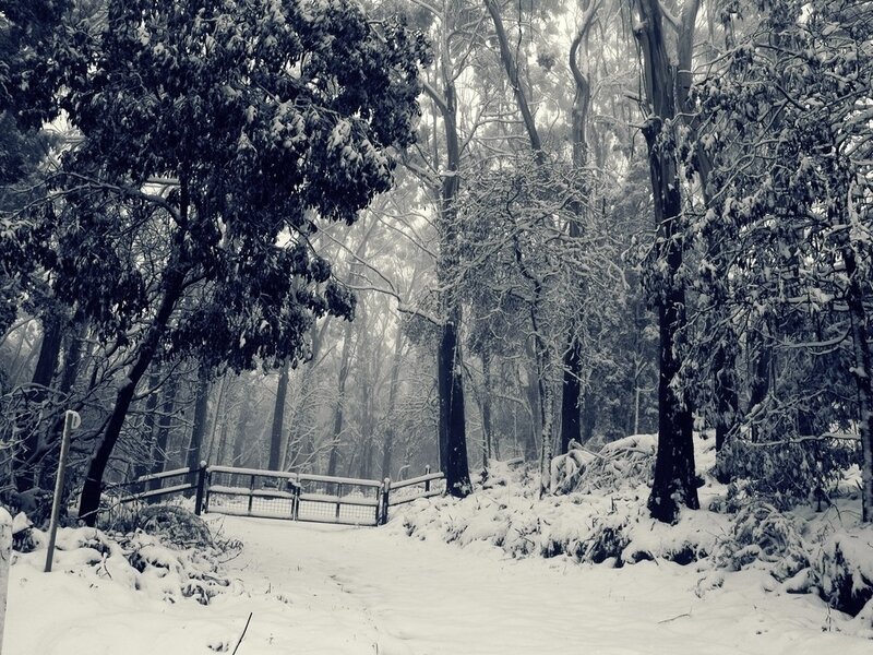 Snow-covered Forest Path — Black, Serene, Winter, Photograph, Trees, Fence, Snow, White
