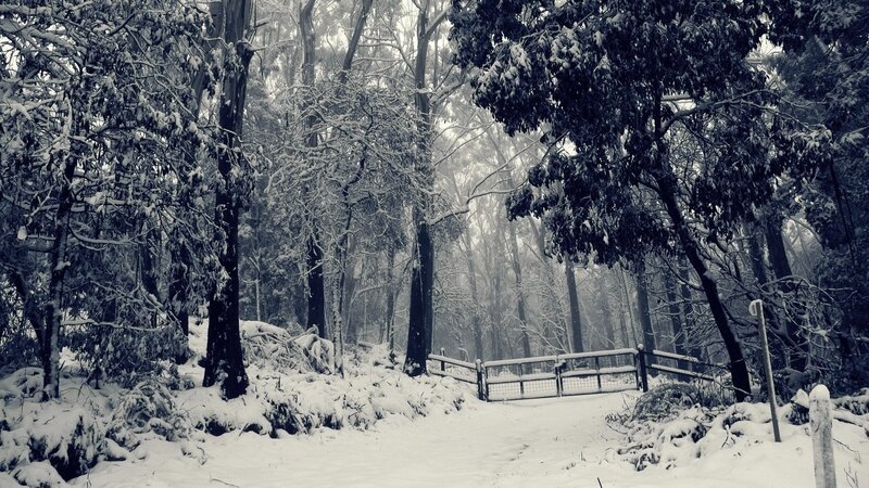 Snow-covered Forest Path — Black, Serene, Winter, Photograph, Trees, Fence