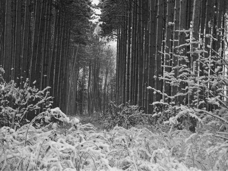 Snow-covered Forest Path — Black, Serene, Winter, Photograph, Trees, Snow, Brush