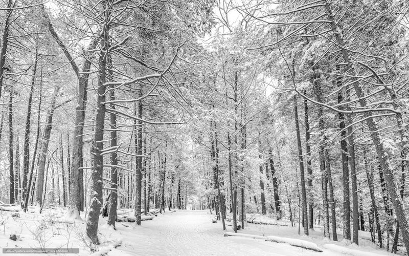 Snow-covered Forest Path — Black, Serene, Winter, Photograph, Trees, Snow