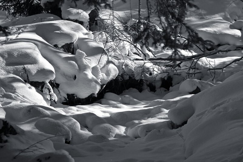 Snow-covered Forest Path — Black, Serene, Winter
