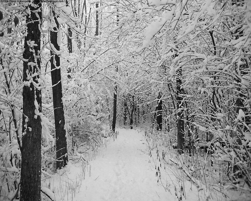 Snow-covered Forest Path — Black