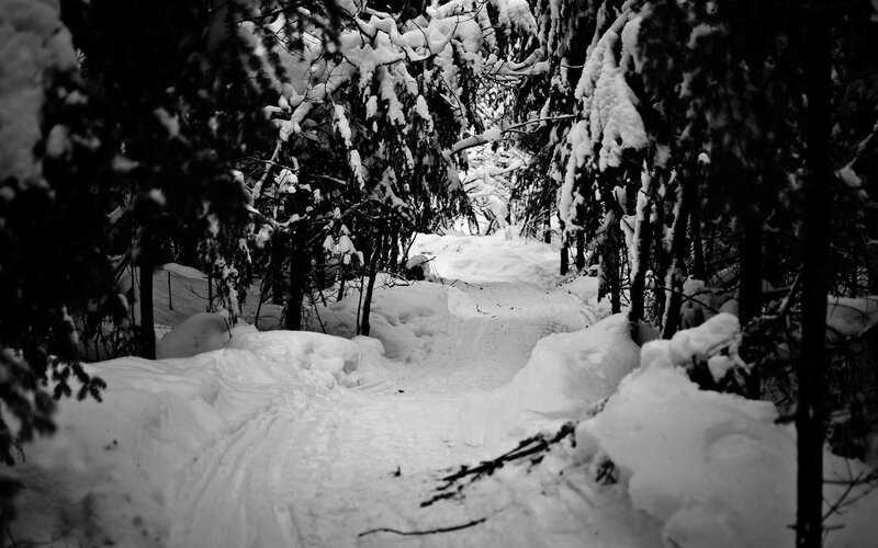 Snow-covered Forest Path — Black, Winter