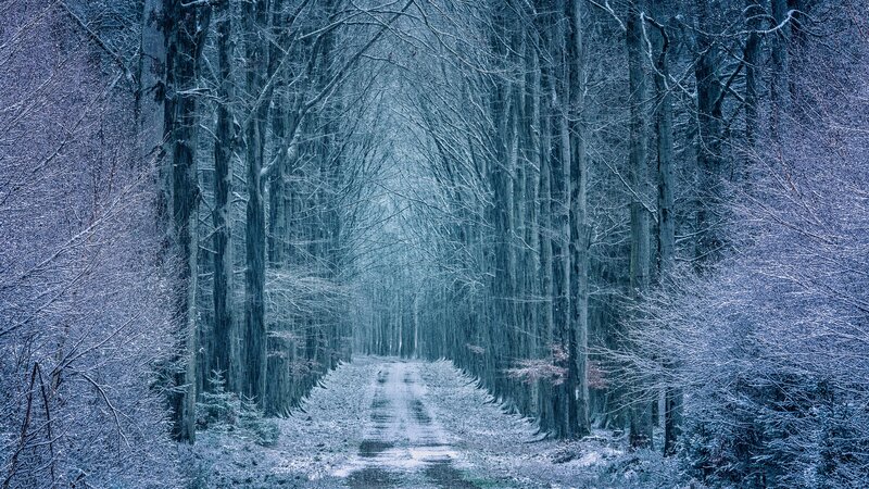 Snow-covered Forest Path — Blue, Cold, Winter