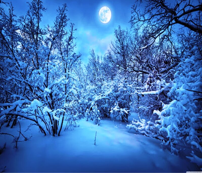 Snow-covered Forest Path — Blue, Serene, Night, Photograph, Moon