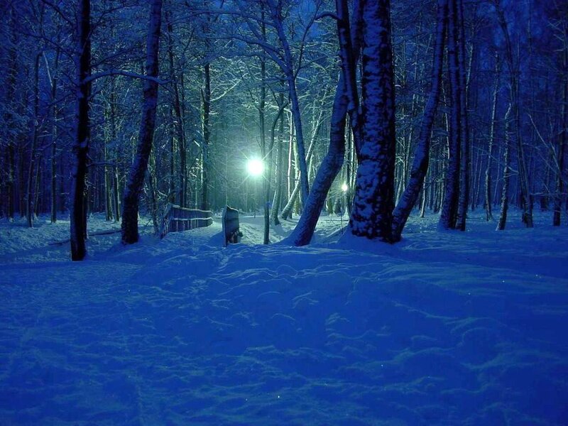 Snow-covered Forest Path — Blue, Serene, Night, Photograph