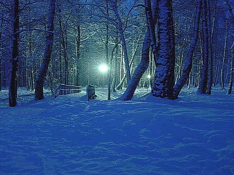 Snow-covered Forest Path — Blue, Serene, Night, Photograph, Trees, Light