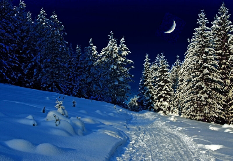 Snow-covered Forest Path — Blue, Serene, Night, Photograph, Trees, Moon, Snow