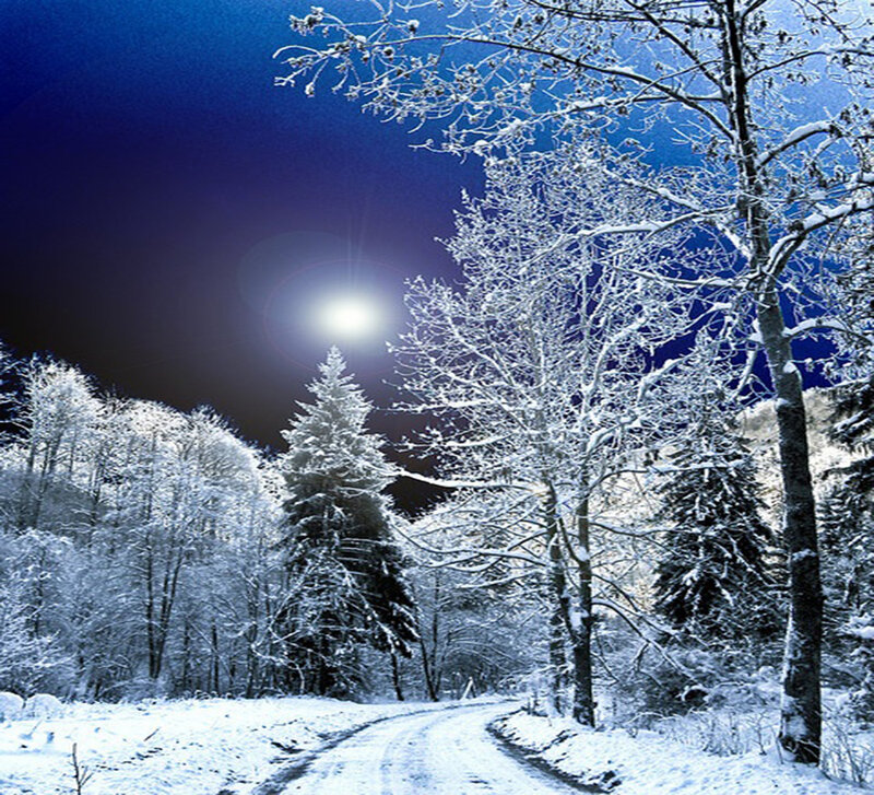 Snow-covered Forest Path — Blue, Serene, Night, Photograph, Trees, Moon