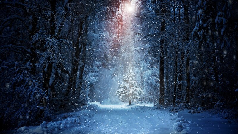 Snow-covered Forest Path — Blue, Serene, Night, Photograph, Trees, Snow, Sunlight