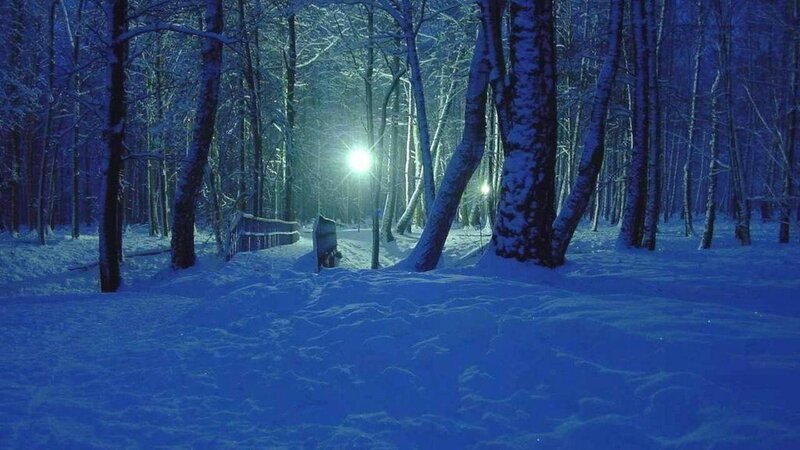 Snow-covered Forest Path — Blue, Serene, Night, Photograph, Trees, Snow