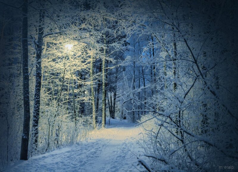 Snow-covered Forest Path — Blue, Serene, Night, Photograph, Trees, Streetlight