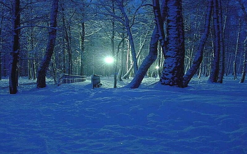Snow-covered Forest Path — Blue, Serene, Night, Photograph, Trees