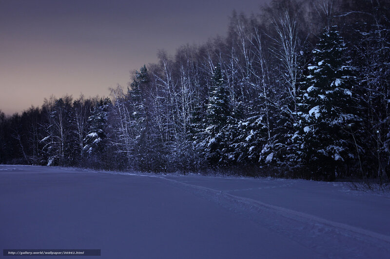 Snow-covered Forest Path — Blue, Serene, Night