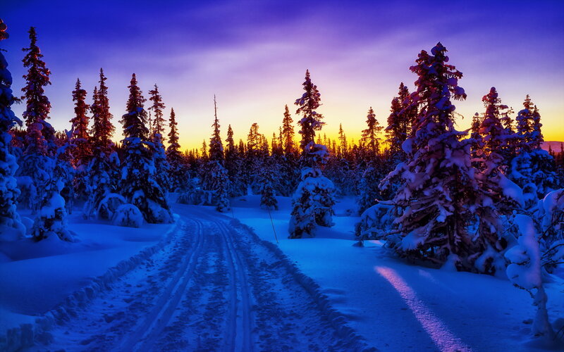 Snow-covered Forest Path — Blue, Serene, Sunset, Photograph