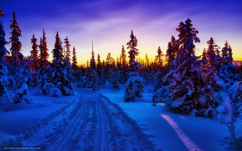 Snow-covered Forest Path — Blue, Serene, Sunset, Photograph, Trees, Sky