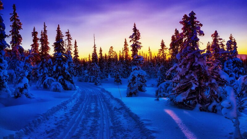 Snow-covered Forest Path — Blue, Serene, Sunset, Photograph, Trees, Snow