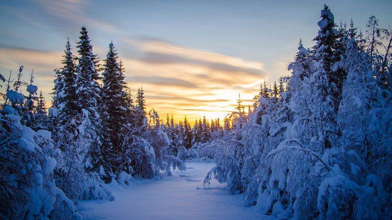 Snow-covered Forest Path — Blue, Serene, Sunset, Photograph, Trees