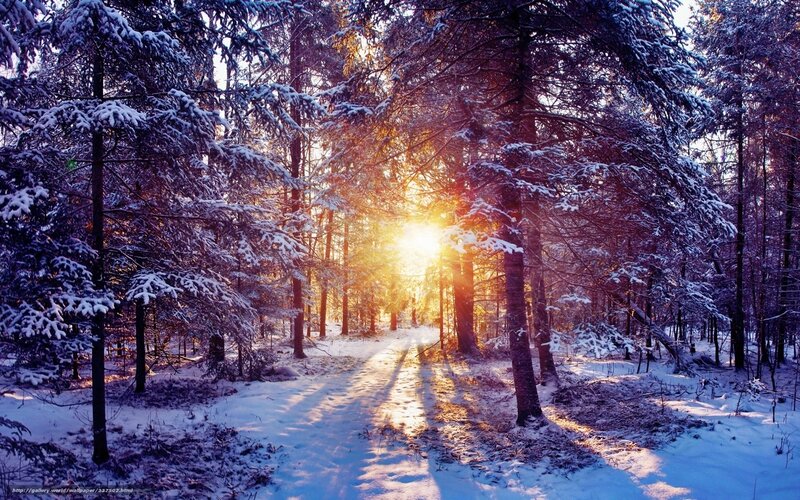 Snow-covered Forest Path — Blue, Serene, Winter, Photograph, Sunlight