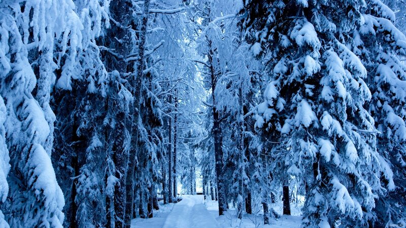 Snow-covered Forest Path — Blue, Serene, Winter, Photograph