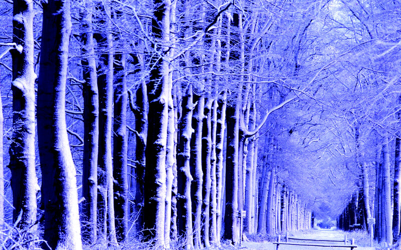 Snow-covered Forest Path — Blue, Serene, Winter, Photograph, Trees, Bench