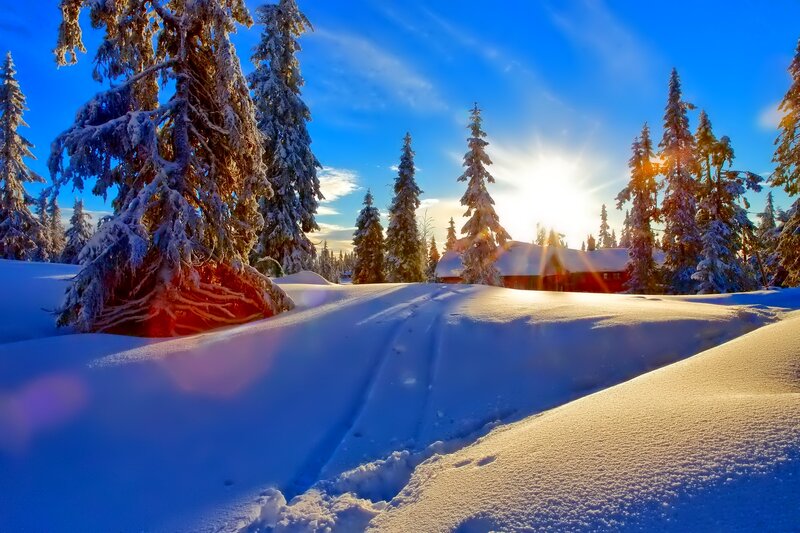Snow-covered Forest Path — Blue, Serene, Winter, Photograph, Trees, House
