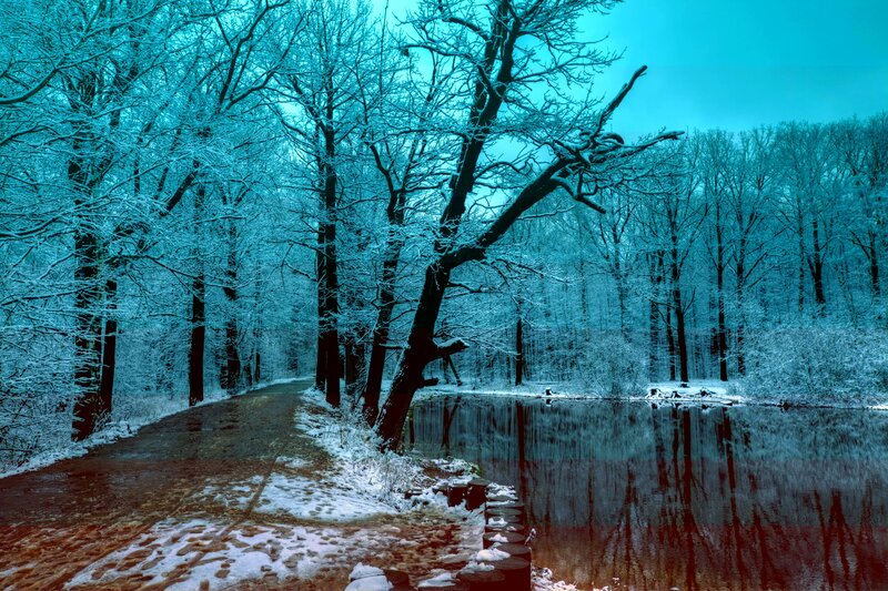 Snow-covered Forest Path — Blue, Serene, Winter, Photograph, Trees, Pond