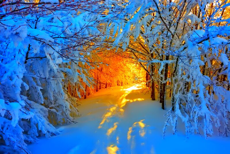 Snow-covered Forest Path — Blue, Serene, Winter, Photograph, Trees, Snow, Light