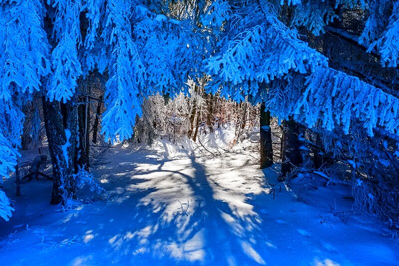 Snow-covered Forest Path — Blue, Serene, Winter, Photograph, Trees, Snow, Shadows