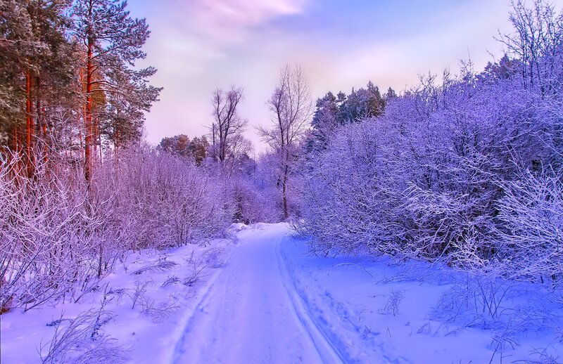 Snow-covered Forest Path — Blue, Serene, Winter, Photograph, Trees, Snow, Sky