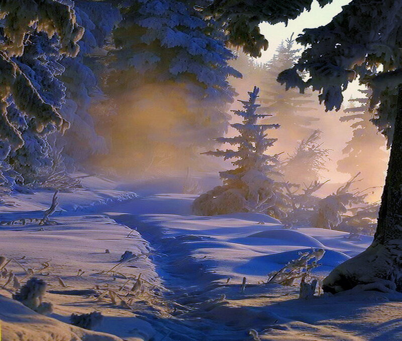 Snow-covered Forest Path — Blue, Serene, Winter, Photograph, Trees, Snow, Sunlight