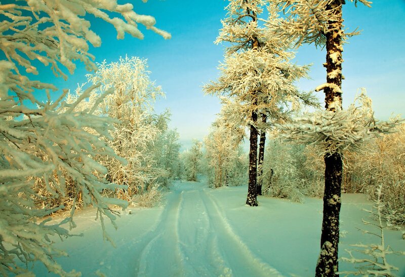 Snow-covered Forest Path — Blue, Serene, Winter, Photograph, Trees, Snow