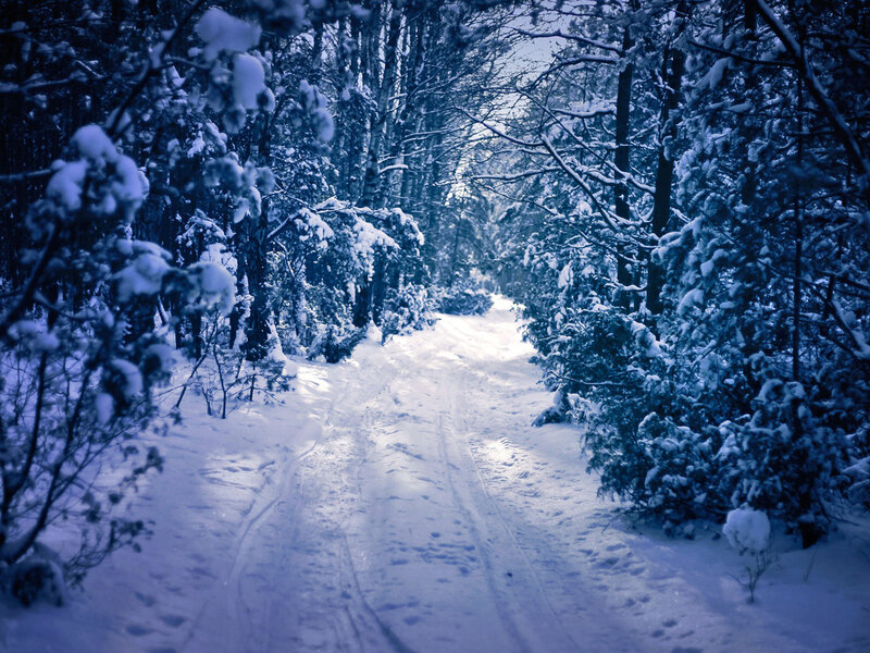 Snow-covered Forest Path — Blue, Serene, Winter, Photograph, Trees, Snow, Tracks
