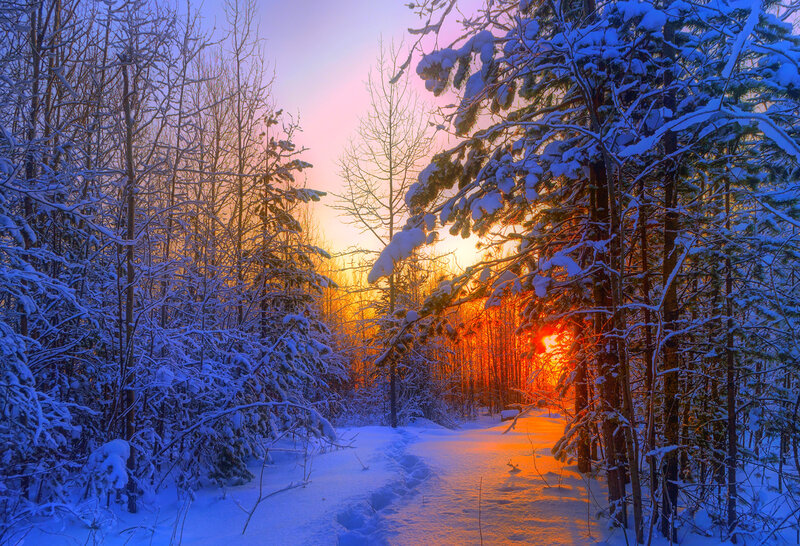 Snow-covered Forest Path — Blue, Serene, Winter, Photograph, Trees, Sunrise