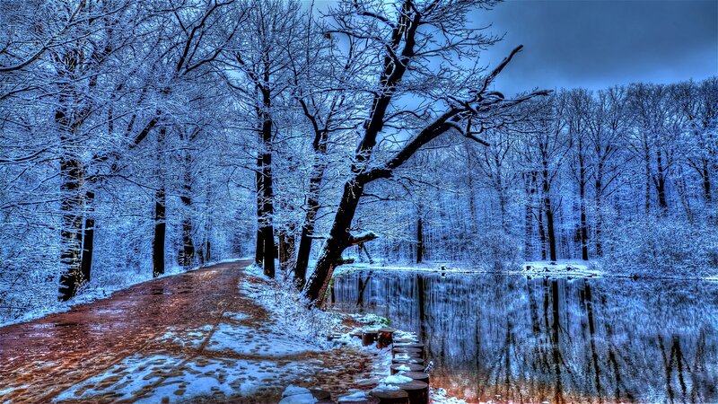 Snow-covered Forest Path — Blue, Serene, Winter, Photograph, Trees