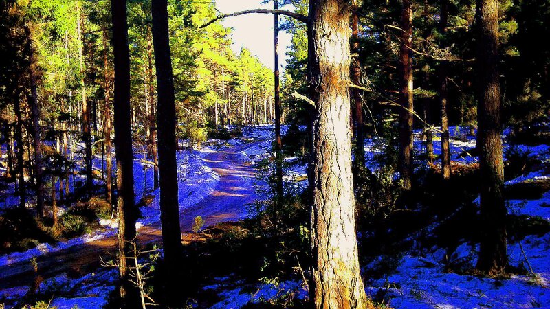Snow-covered Forest Path — Blue